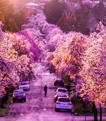 Ultimate Guide: Best Cherry Blossom Viewing Spots in Vancouver